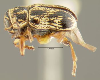 Media type: image;   Entomology 24914 Aspect: habitus lateral view